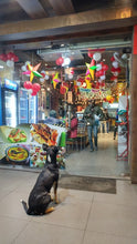 Load image into Gallery viewer, stray dog