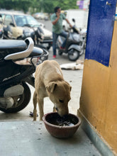 Load image into Gallery viewer, stray dog