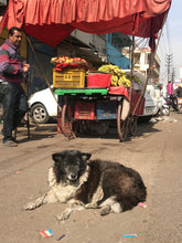 Load image into Gallery viewer, stray dog