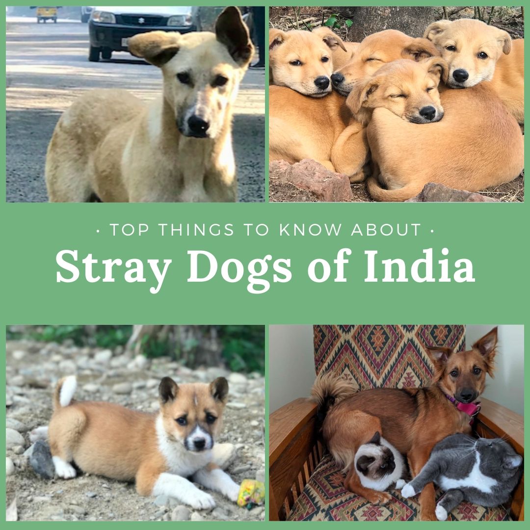 indian dog breeds list