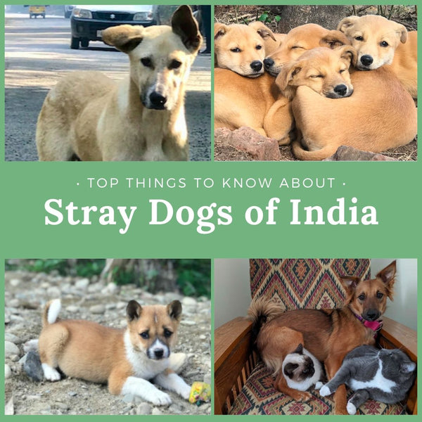 Top Things To Know About Stray Dogs Of India