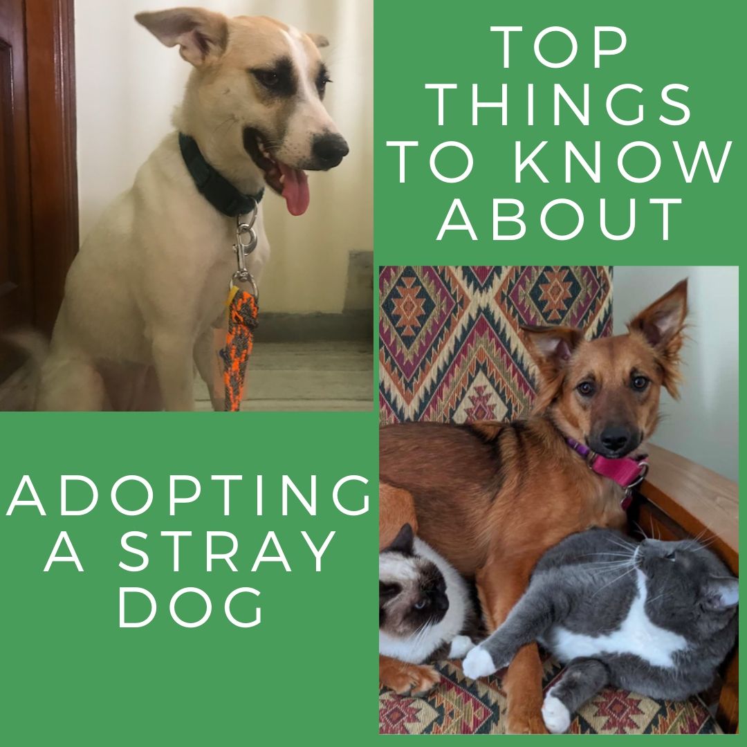 dogs for adoption