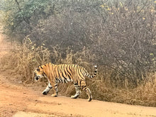 Load image into Gallery viewer, ranthambore national park